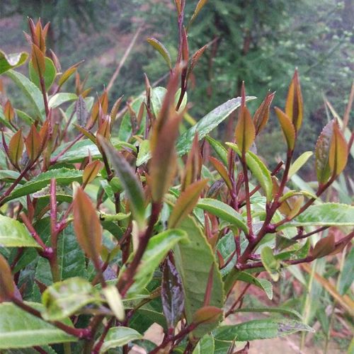 梧州特产农家紫芽六堡茶2017年社前茶芽花蜜香清甜甘爽250克