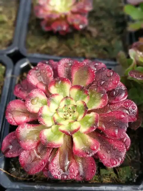 有心人天不负,法师新品美娅法师培育记!