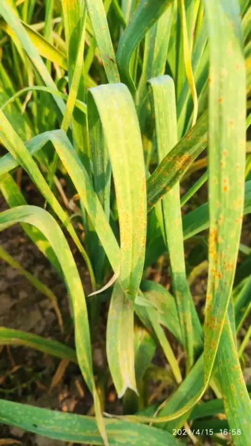 请问上图中的大蒜是什么病?