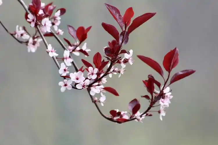 【首发】紫叶矮樱