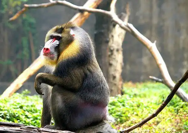 世界上最美的猴子长什么样 第六名黑吼猴图片样子