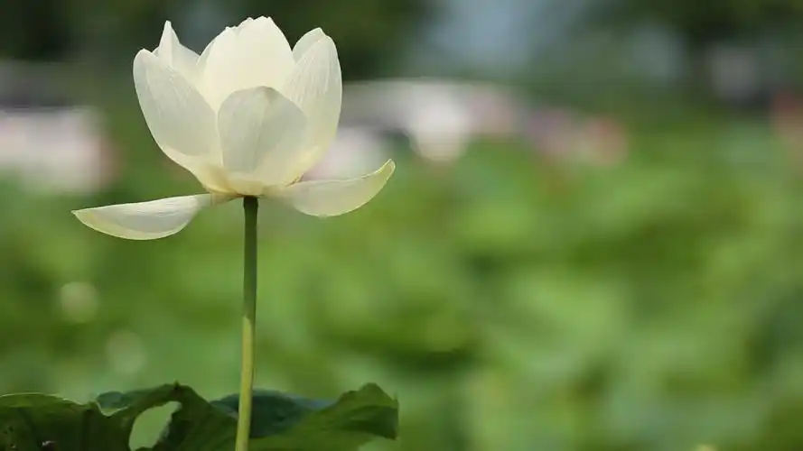 自然1080p00:15唯美小清新荷花免费