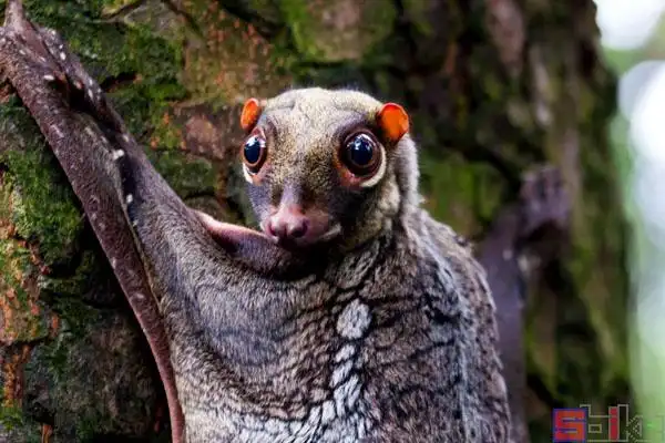 斑鼯猴_马来西亚鼯猴