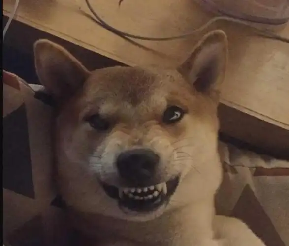 不是说柴犬都是微笑天使吗怎么这只柴犬画风有点不一样