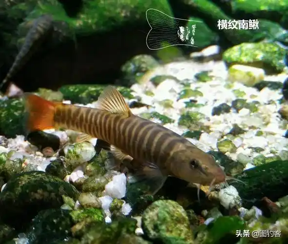 钢鳅- 尾巴红色,有2个品种,观赏性强,从6个方面可详细了解它_观赏鱼