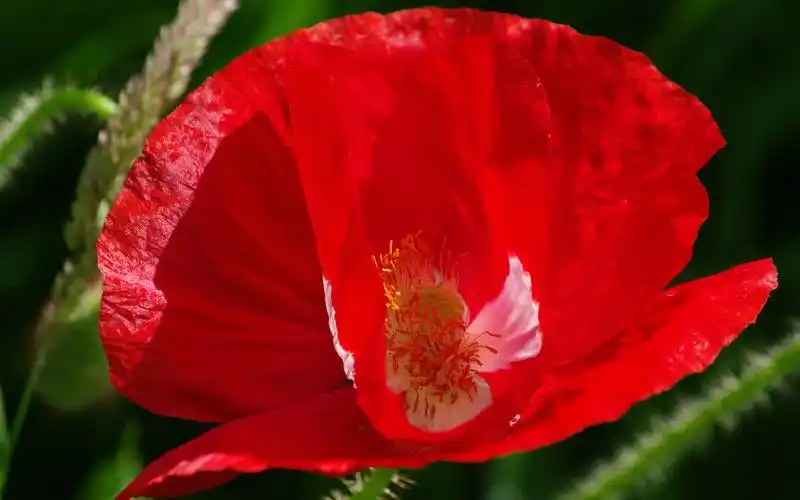 红色罂粟花特写 壁纸 - 1920x1200