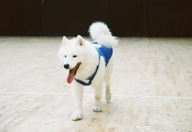 刘耀文与萨摩耶互动