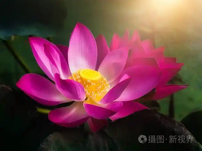 用阳光在黑暗中合上粉红色莲花nelum