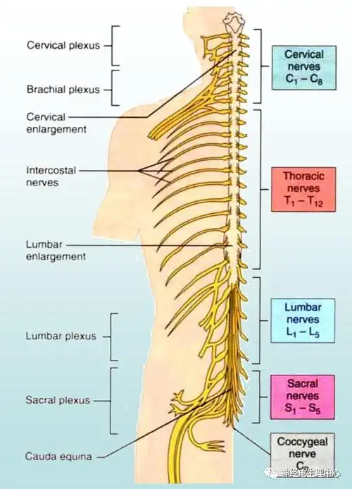 基础脊髓节段与椎体的对应关系