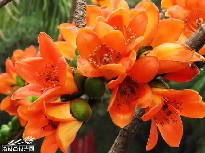 木棉花图片