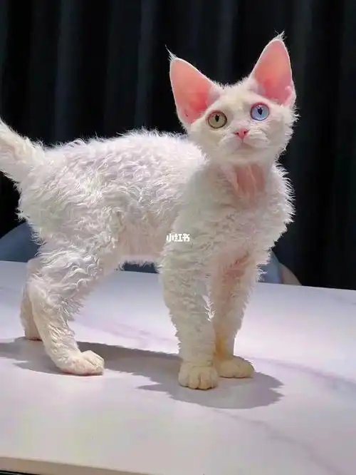 长毛血鸳鸯眼妹妹