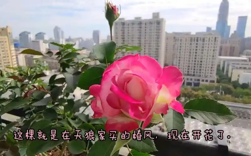 周末带大家逛逛娜家小花园,看看月季花_哔哩哔哩_bilibili