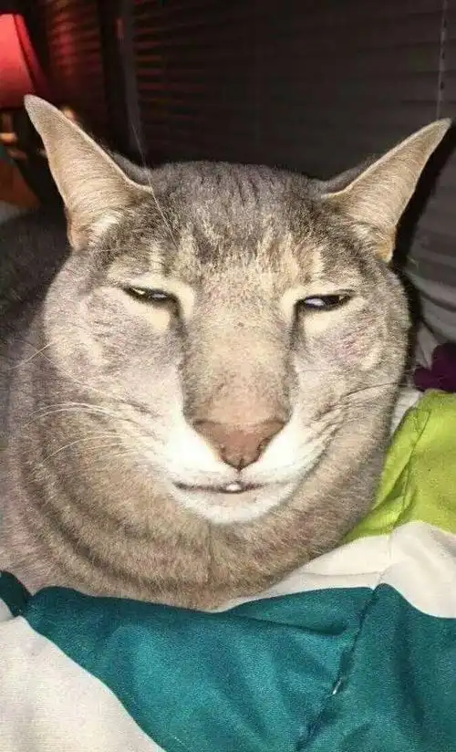 你见过最丑的猫是什么样子