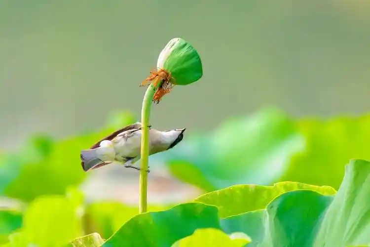 荷花池塘落飞鸟游人随处听鸟声