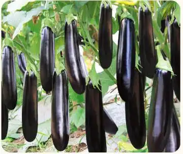 您现在所在的位置:首页 >> 产品中心早熟杂交一代茄子品种,生长强健