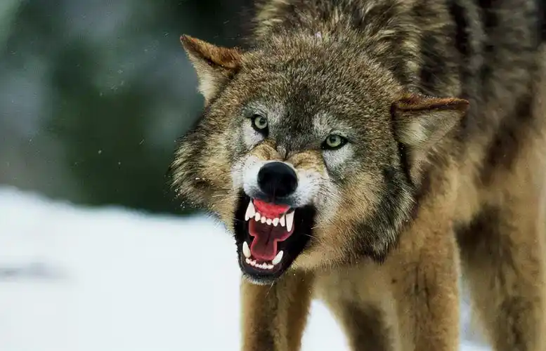 凶狠霸气狼图片大全(俄罗斯灰狼泛滥成灾) - 赤虎壹号