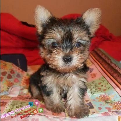 出售纯种金头刚蓝背约克夏梗犬幼犬赛级约克夏狗狗金头银背活体e