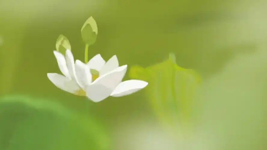 原创 莲叶何田田 护眼 小清新 荷花5k高清壁纸