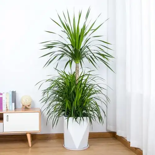 日本龙铁树办公室盆栽铁树植物yr造型棒棒糖客厅大型绿植