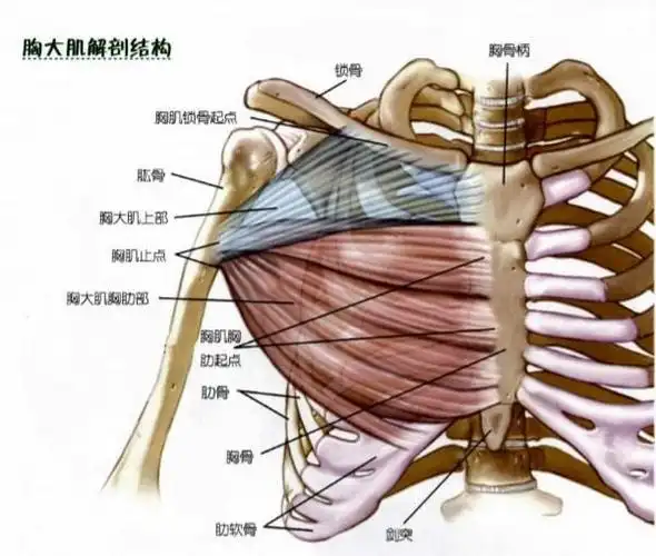 从上练到下,最全胸肌训练动作合集|肌群|肌肉|杠铃|胸大肌_网易订阅