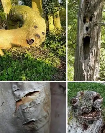 世界上最令人恐怖的大树组图