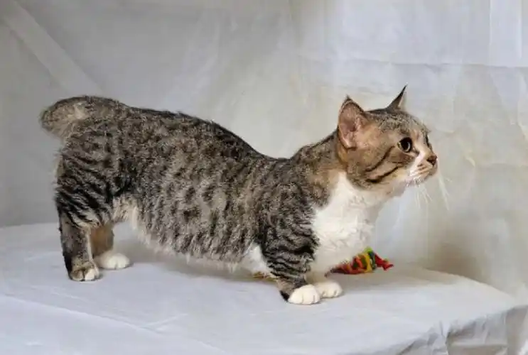 世界名猫之曼赤肯猫曼基康猫品种介绍