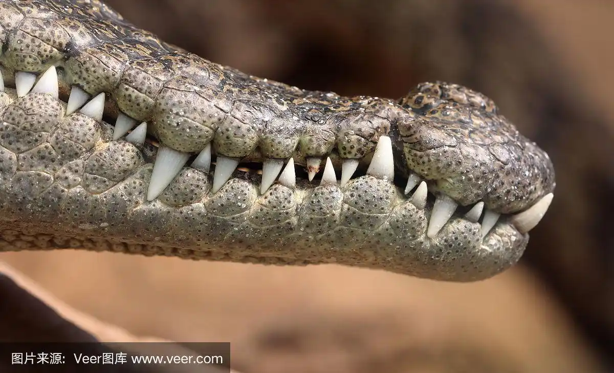 鳄鱼被击中了,牙齿.