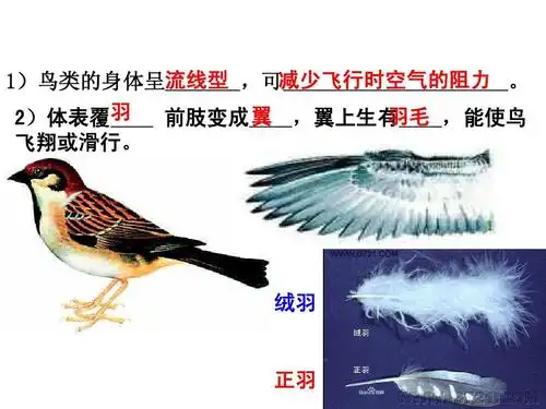 1.6新人教版八年级上册第六节鸟ppt