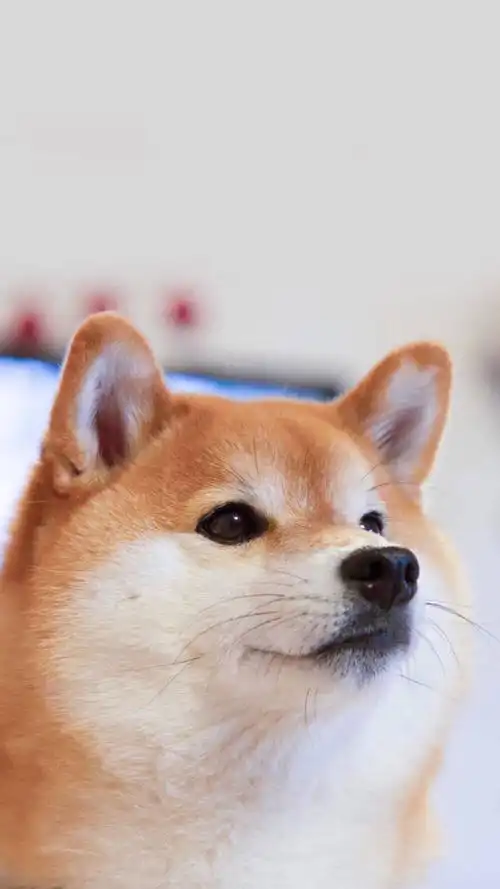 高清壁纸 plus 可爱壁纸 动物 狗狗 柴柴 - 堆糖,美图壁纸兴趣社区