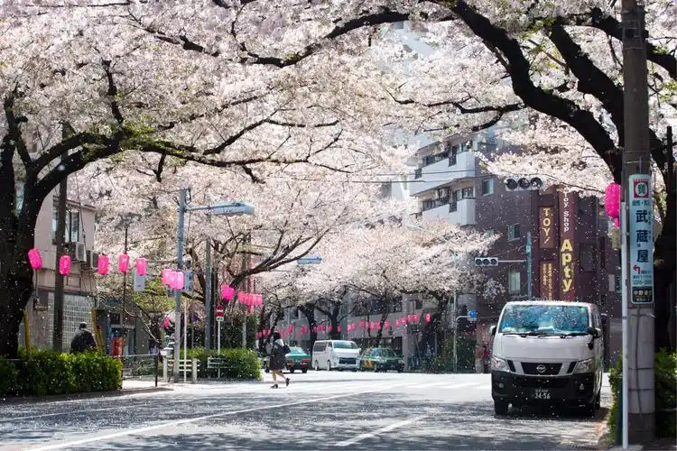 悠游东瀛访樱花