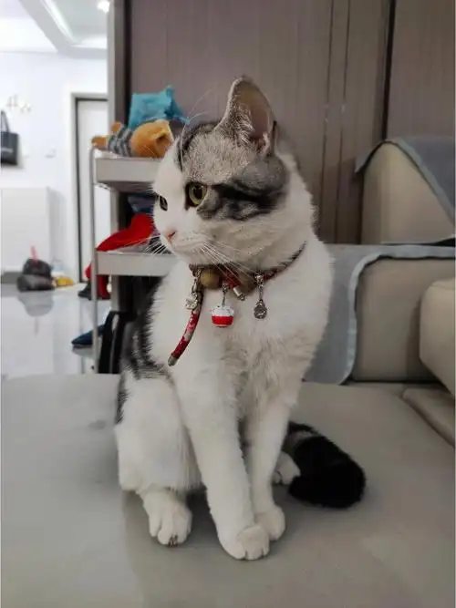 美短加白公猫配种