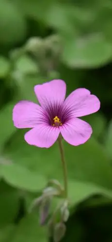 高清手机壁纸‖花-每一朵花都是一张开心的笑脸