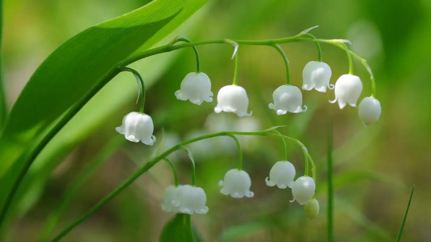 绿色清新护眼铃兰植物摄影高清宽屏壁纸