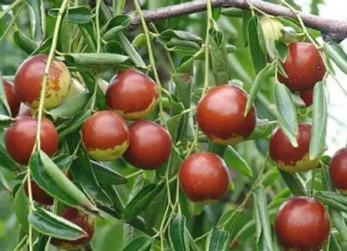 大枣能不能带到飞机 大枣能不能带到飞机里