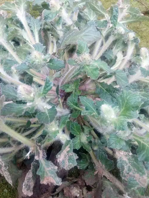 野生中药材白毛夏枯草新鲜散血草破血丹苦草白头翁筋骨草500g推荐