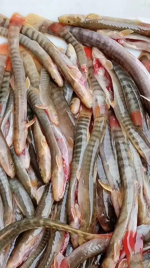 红尾巴钢秋鱼,9898