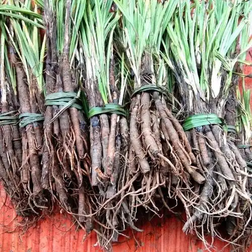 中药材野生仙茅500g 贵州草药新鲜独脚仙茅独茅地棕先毛纯根发货