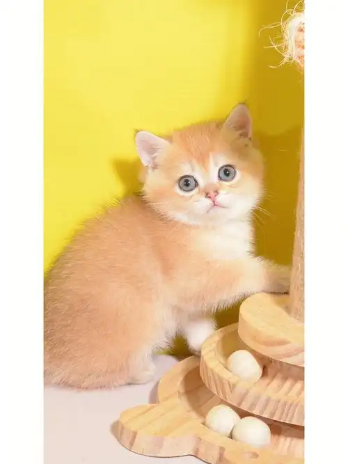 英国短毛猫金渐层次民族公母均有猫咪活体