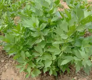 优质当归苗干归苗文无苗中药材庭院阳台盆栽绿植花卉