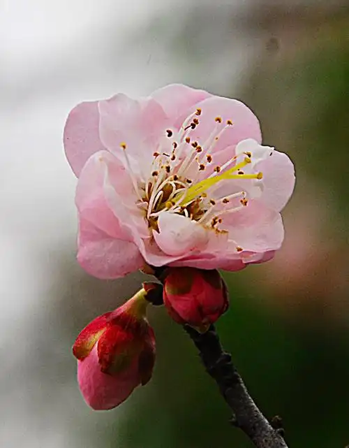 冰清玉洁,疏影清雅的梅花(摄于萝岗香雪公园)