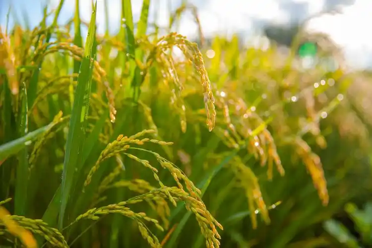 水稻正金黄秋收硕果累累canon5d44k及以上喜欢的点赞关注哟78