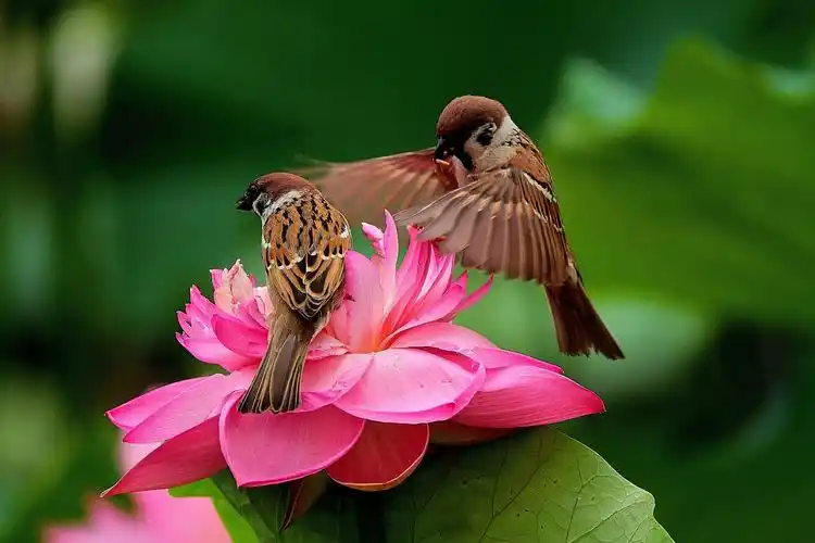 百鸟朝凤——摄影:徐凤岭