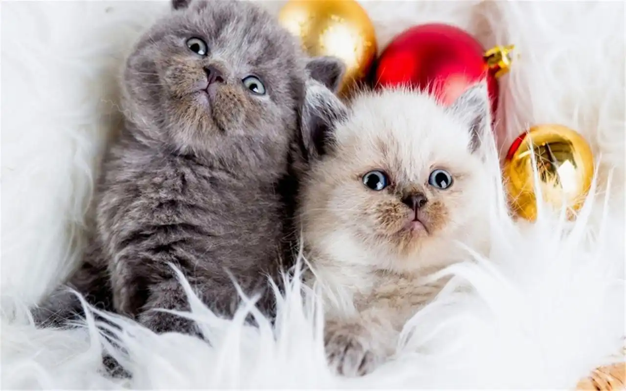 精选萌宠可爱动物萌萌哒动物精美壁纸图片大全