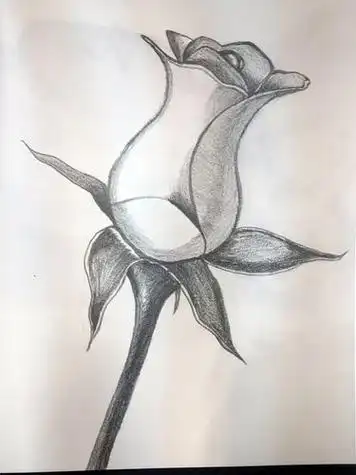 花的画法素描花的画法素描图片