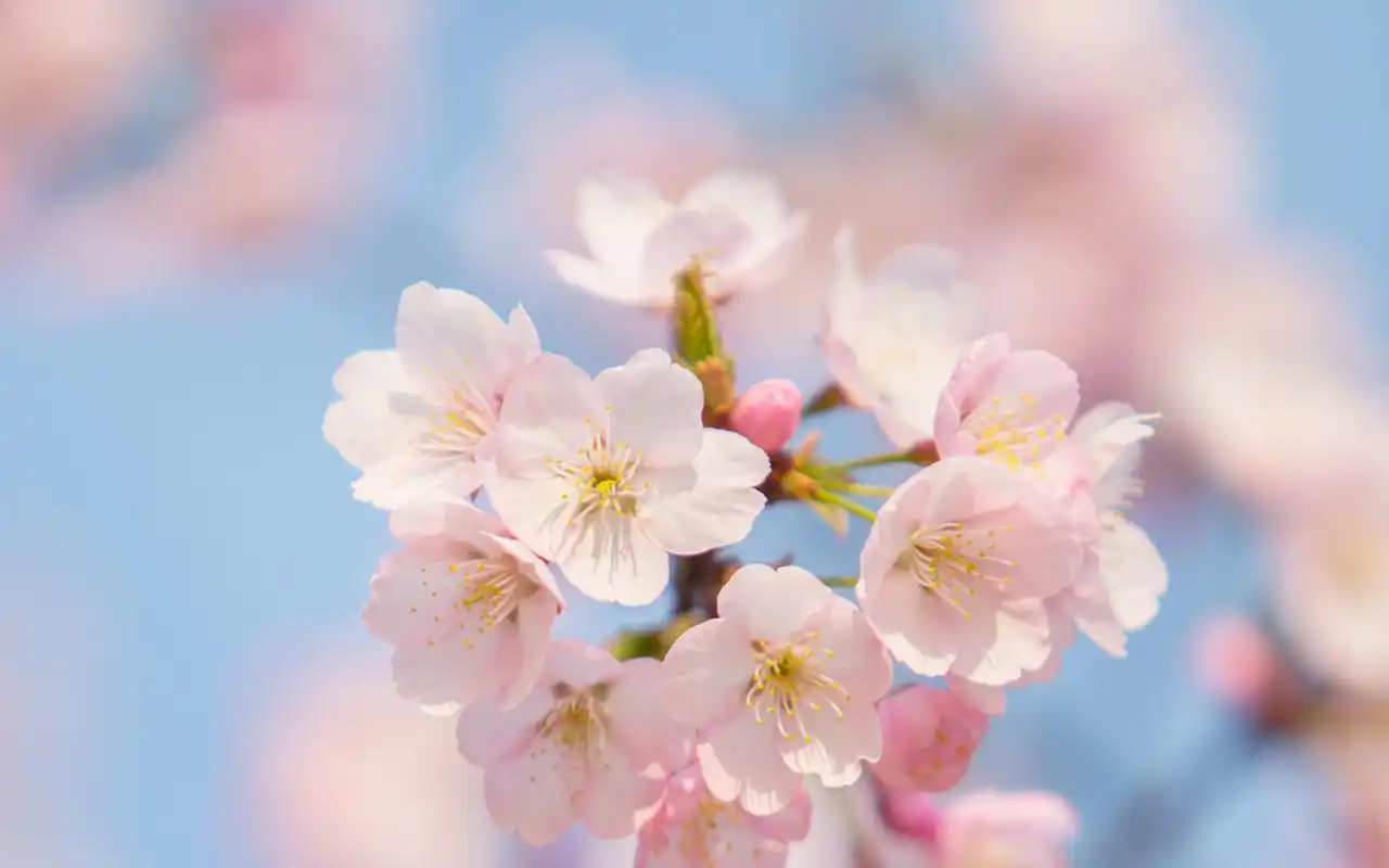 粉色桃花高清摄影图片桌面电脑壁纸