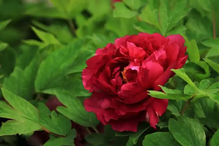 众芳唯牡丹--2020季拍摄日记