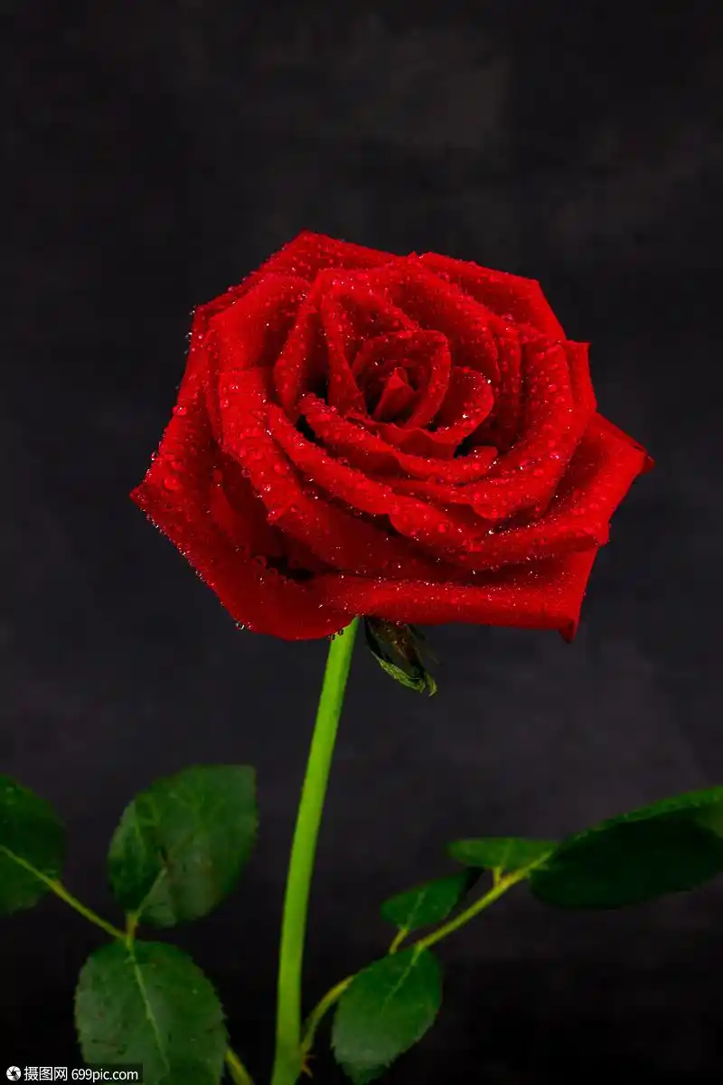 玫瑰特写红玫瑰花图片