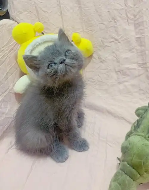 加菲英短混血宝宝找新家啦