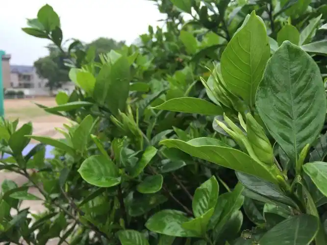 学校的栀子花树.