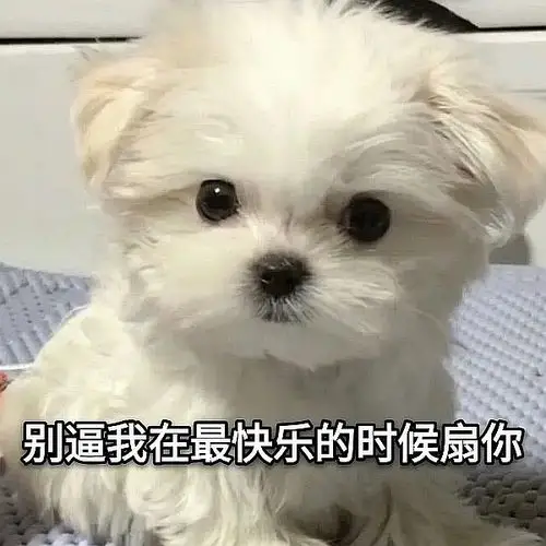 老婆们一人发一个怼人表情包0000